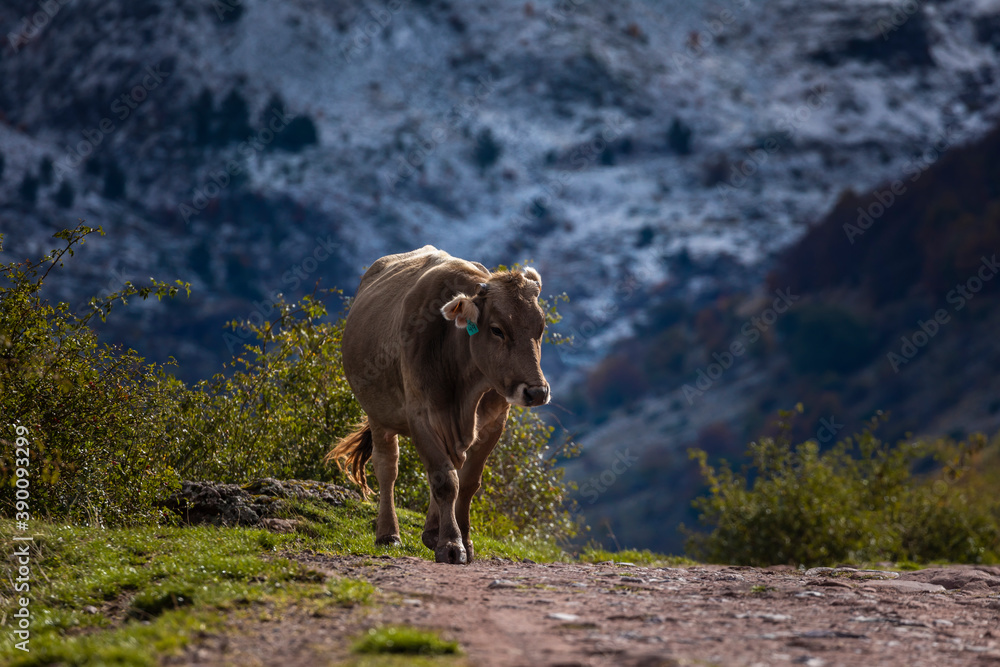 Fototapeta premium A cow walks towards the Guarrinza pastures seeking refuge from the coming cold. Aragonese Pyrenees. Near of Aguas Tuertas valley, Hecho and Anso, Huesca, Spain.
