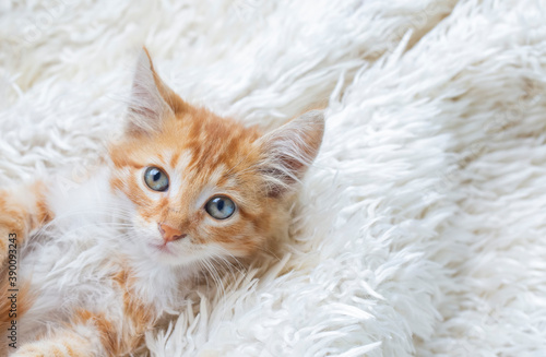 Cute orange colored tiny kitten