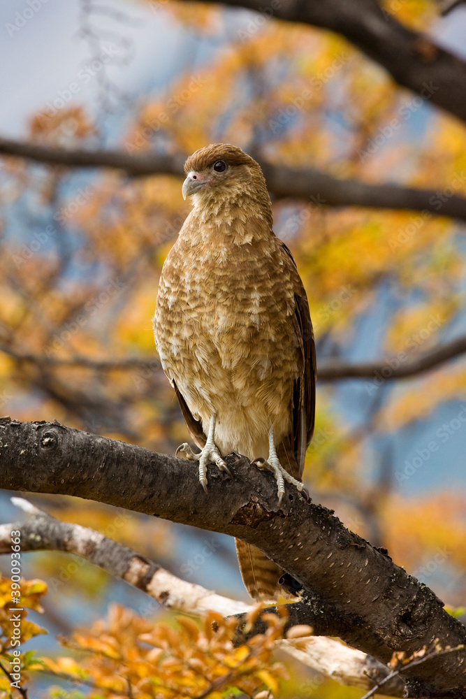 Chimango Caracara, Milvago chimango Chimango Caracara, Milvago chimango