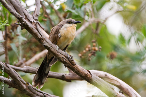 Kleine Mangrovekoekoek, Dark-billed Cuckoo, Coccyzus melacoryphus photo