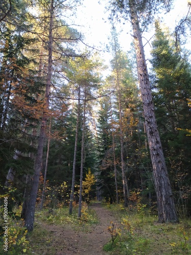 forest in autumn