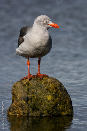 Dolfijnmeeuw, Dolphin Gull, Leucophaeus scoresbii photo