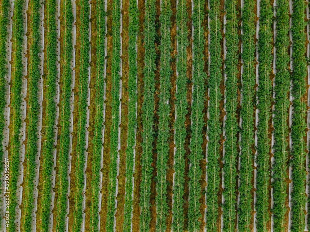 Top view pattern of tomato plant green background, Agricultural industry concept. Top view pattern of tomato plant green background, Agricultural industry concept.