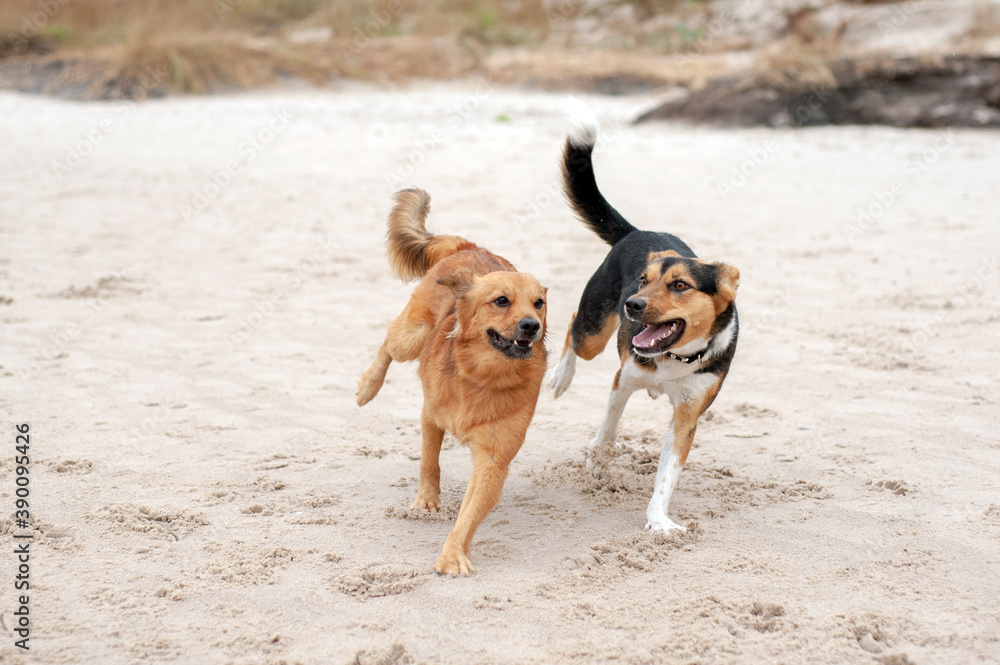 Two dogs run and play on the beach.