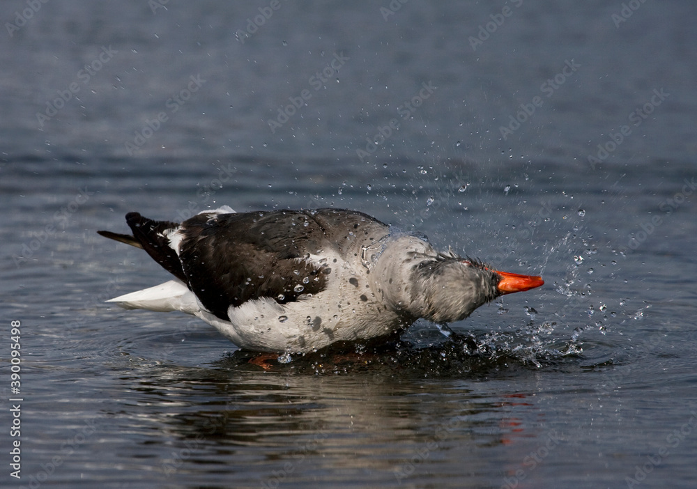 Fototapeta premium Dolphin Gull, Leucophaeus scoresbii