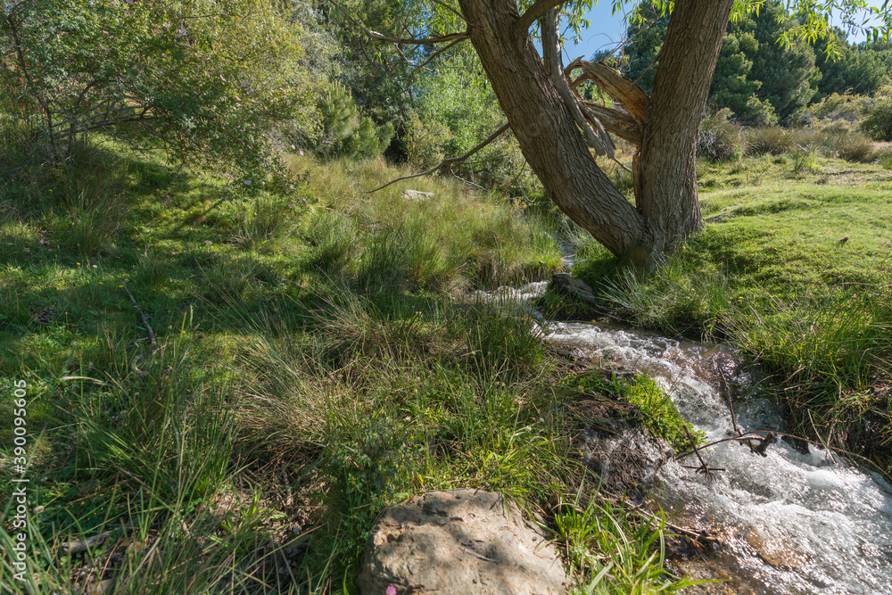 Fototapeta premium Crystal clear water flowing through a ditch