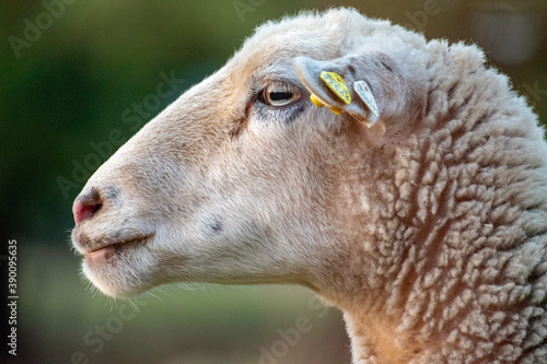 Schaf