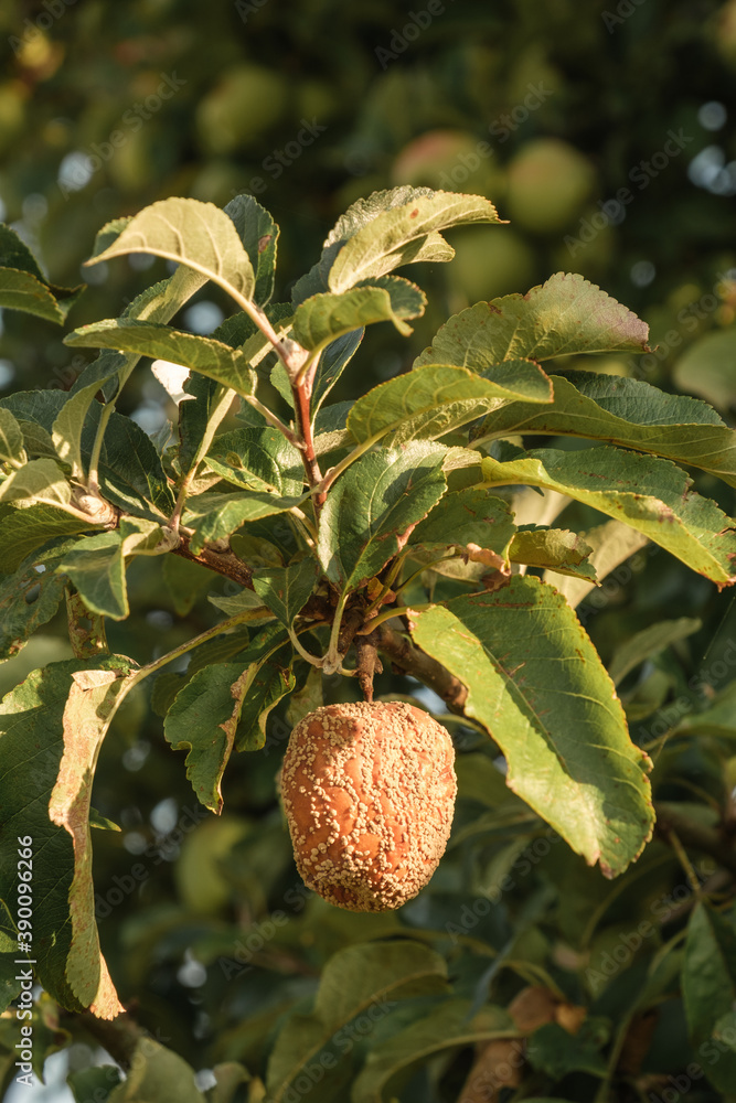 An einem Obstbaum hängt ein verschimmelter Apfel unter Blättern in einem Apfelbaum An einem Obstbaum hängt ein verschimmelter Apfel unter Blättern in einem Apfelbaum