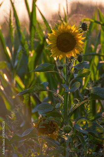Sonnenblumen bei Sonnenuntergang