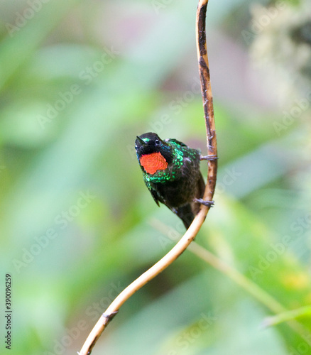 Goudkeelzonnekolibrie, Flame-throated Sunangel, Heliangelus micraster photo