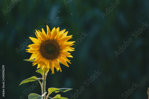 Sonnenblumen bei Sonnenuntergang