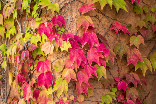 Autumn colors: leaves of Pa...