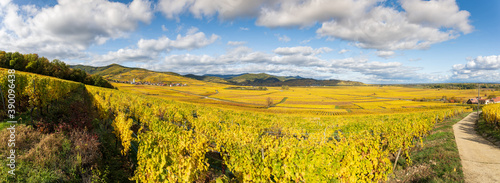 Vignoble de la plaine d'Alsace et les collines sous-vosgiennes, Alsace, Grand Est, France