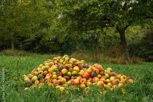 Ein großer Haufen schlechter Fallobst-Äpfel liegt auf einer grünen Wiese, dahinter die Obstbäume des Obstgartens