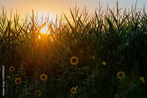 Sonnenblumen bei Sonnenuntergang