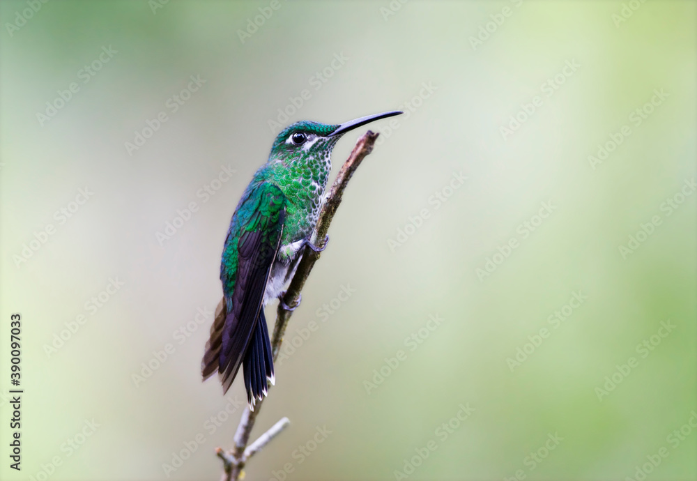 Fototapeta premium Green-crowned Brilliant, Heliodoxa jacula