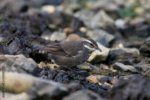 Grey-flanked Cinclode, Cinclodes oustaleti