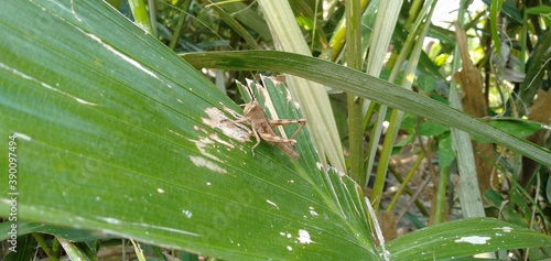 grasshopper on green leaf on the garden © Agenk