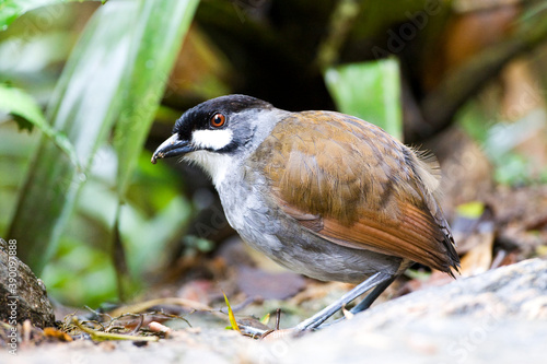 Jocotoco Antpitta, Grallaria ridgelyi photo