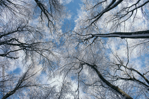 frozen trees in winter woods with blue sky and clouds