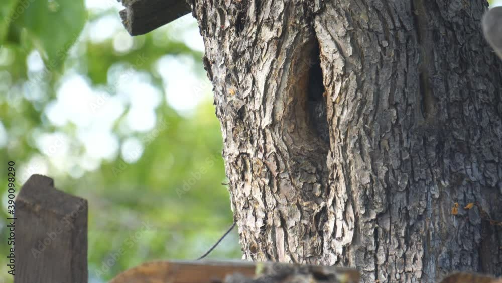 A Sparrow flies into its nest in a hollow tree A Sparrow flies into its nest in a hollow tree