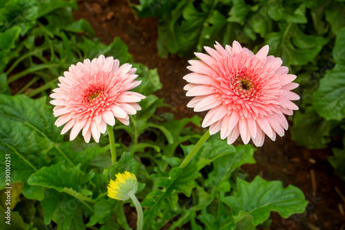 Fresh Gerbera flowers field...
