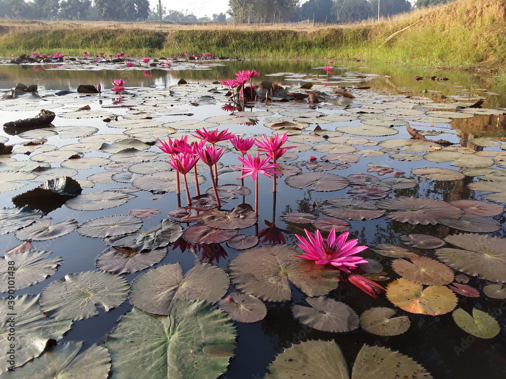 Water Lotus Flower.Leaf Imege .The lotus flower in the water . Lotus (Botanical name: Nelumbian nucifera) is a plant in the botanical world in which big and beautiful flowers bloom. It is the national Water Lotus Flower.Leaf Imege .The lotus flower in the water . Lotus (Botanical name: Nelumbian nucifera) is a plant in the botanical world in which big and beautiful flowers bloom. It is the national