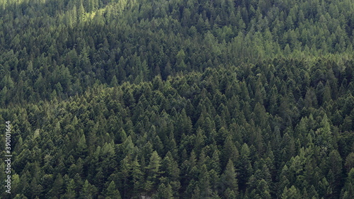 Particolare di bosco di pini ripresi di fronte alla luce del sole con gradazioni di verde