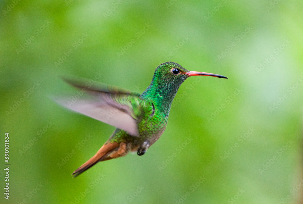 Fototapeta premium Roodstaartamazilia, Rufous-tailed Hummingbird, Amazilia tzacatl