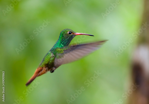 Roodstaartamazilia, Rufous-tailed Hummingbird, Amazilia tzacatl