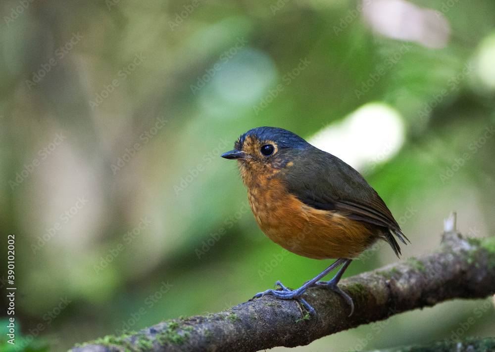 Fototapeta premium Slate-crowned Antpitta, Grallaricula nana
