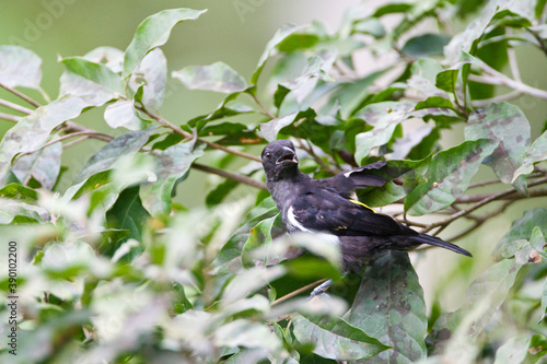 Scarlet-browed Tanager, Heterospingus xanthopygius