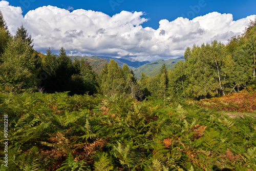 Deciduous forest and hiking trail © Xalanx