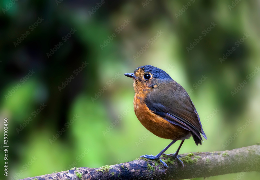 Slate-crowned Antpitta, Grallaricula nana Slate-crowned Antpitta, Grallaricula nana