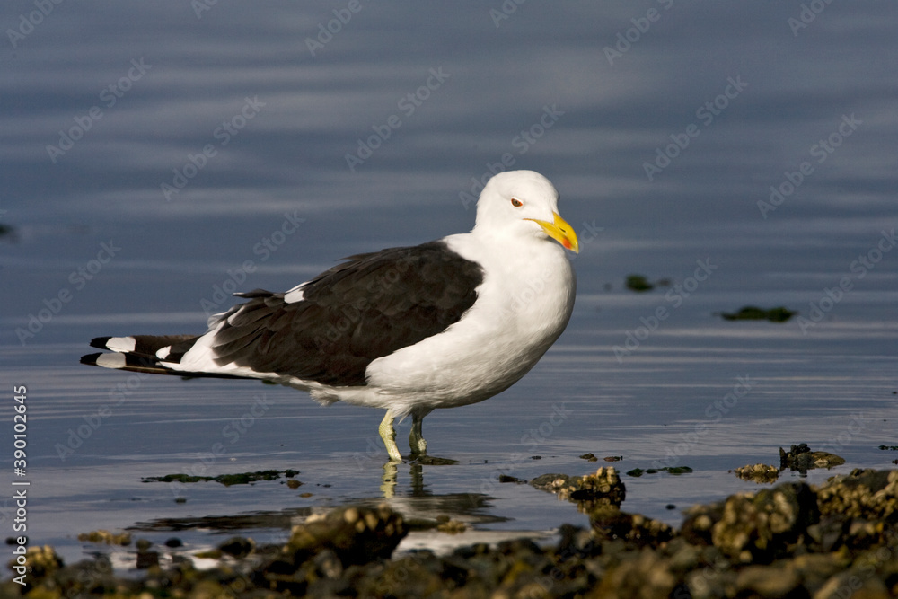 South American Kelp Gull, Larus dominicanus South American Kelp Gull, Larus dominicanus