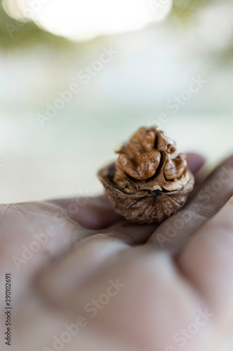 open walnut in hand