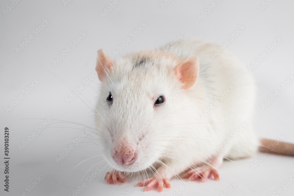 white laboratory rat isolated on grey background white laboratory rat isolated on grey background