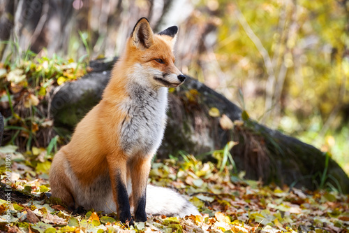 Cute Red Fox in green forest.