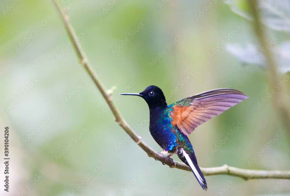 Witstaarthoornkolibrie, Velvet-purple Coronet, Boissonneaua jardini Witstaarthoornkolibrie, Velvet-purple Coronet, Boissonneaua jardini
