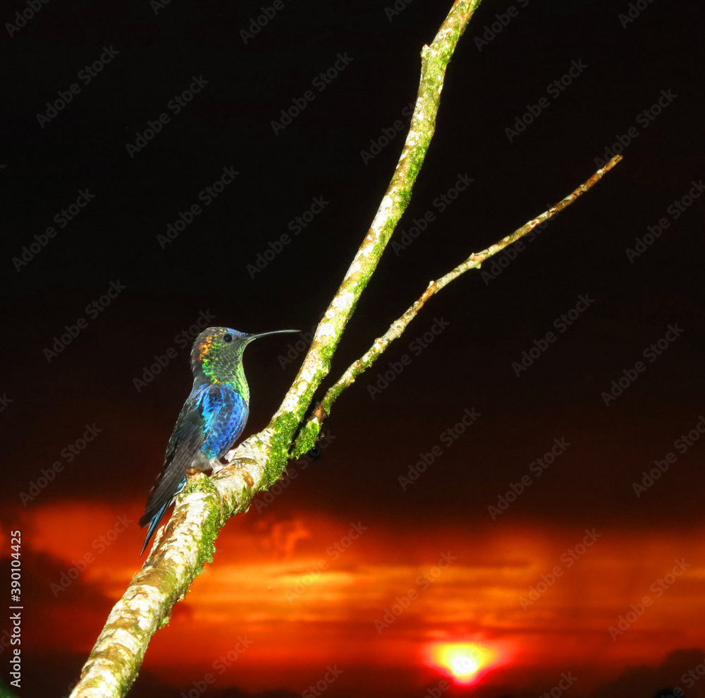 Fototapeta premium Paarskroonbosnimf, Violet-crowned Woodnymph, Thalurania colombica colombica