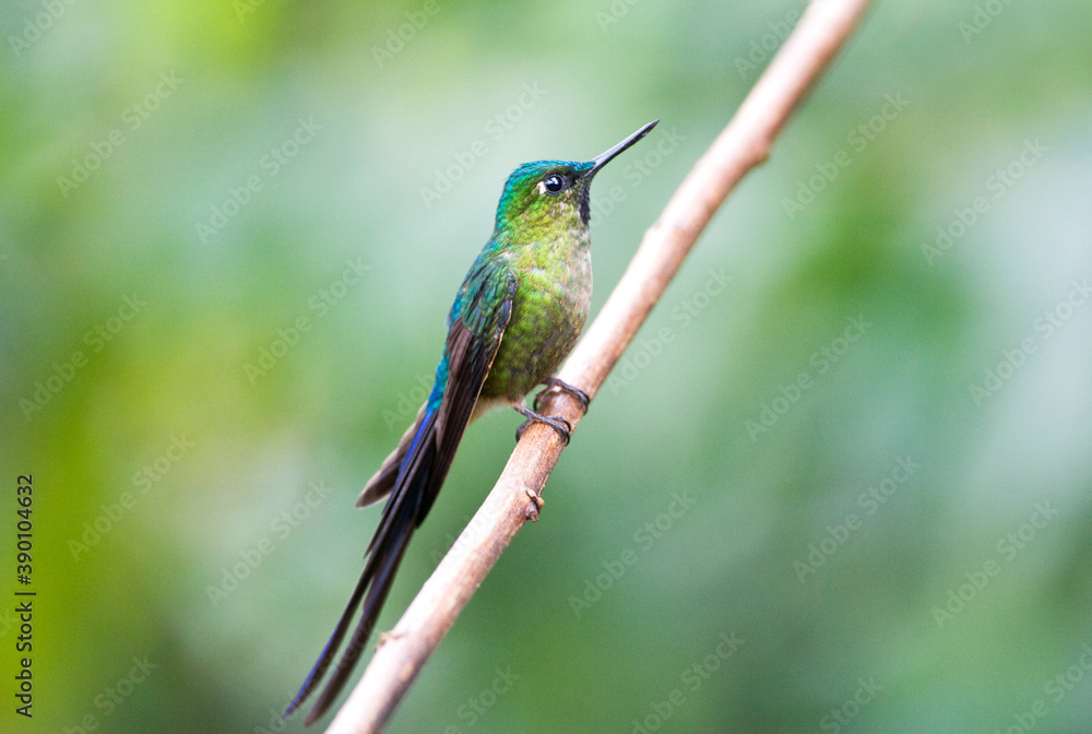 Fototapeta premium Violetstaartnimf, Violet-tailed Sylph, Aglaiocercus coelestis