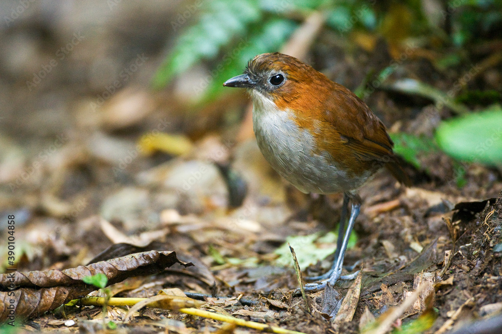 White-bellied Antpitta, Grallaria hypoleuca White-bellied Antpitta, Grallaria hypoleuca