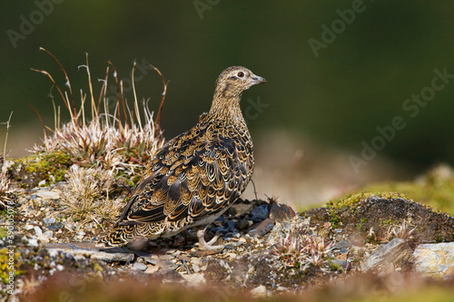 Wallpaper Mural White-bellied Seedsnipe, Attagis malouinus Torontodigital.ca