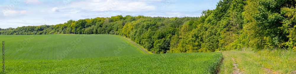 Green spring field near the forest, spring background, panorama