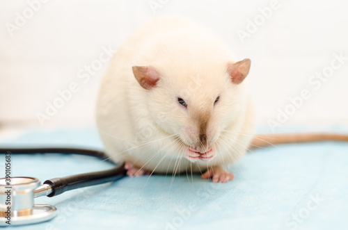 White rat dumbo siam sitting on table of veterinarian doctor with stethoscope. Rat wash its face