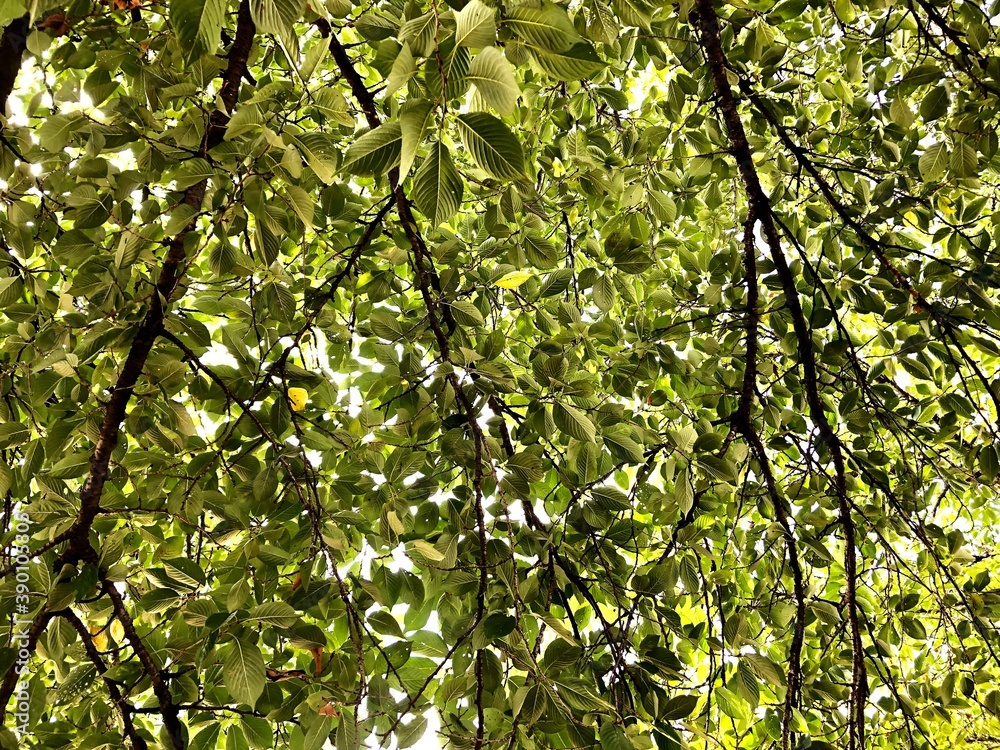 Obraz premium 木漏れ日