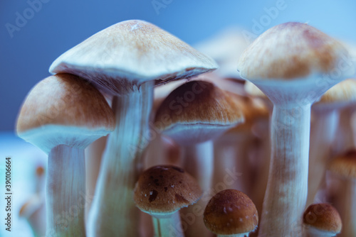 Canvas Print hallucinogenic mushrooms legalization of cultivation psilocybe cubensis
