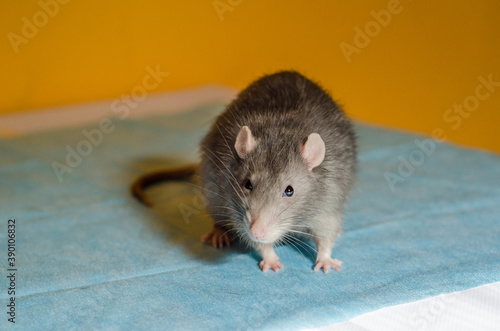 Small fluffy gray rat sits on table in the rays of the sun, with a large mustache and looks curiously