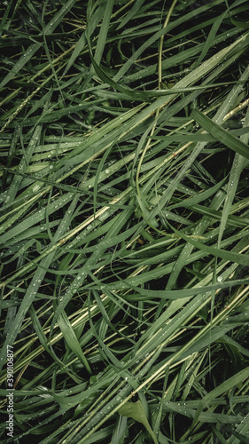 green grass background