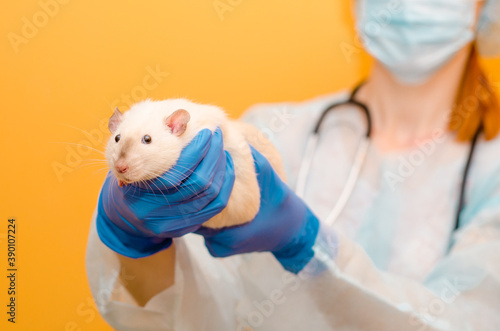 Fototapeta Naklejka Na Ścianę i Meble -  Female veterinarian holding white rat dumbo siam in hands. Mask, glasses, blue gloves, stethoscope on yellow background